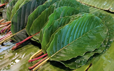 KRATOM AND 7-OH: RISKS, DEPENDENCE, AND WHEN TO GET HELP